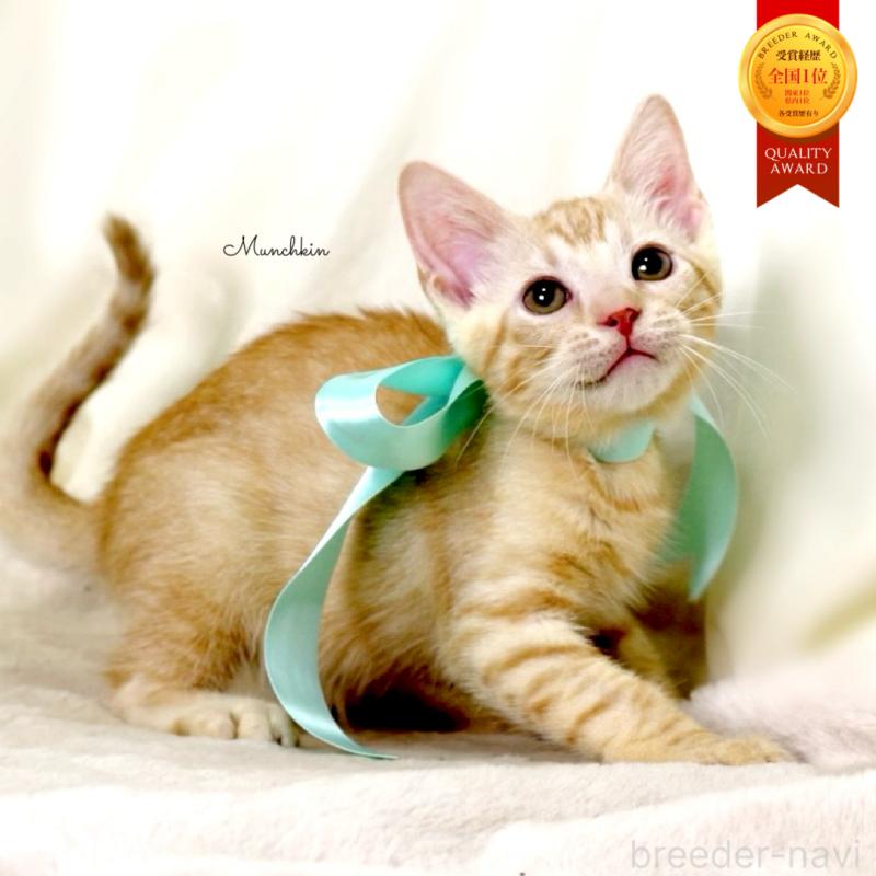 販売中の栃木県のマンチカン-132391の1枚目