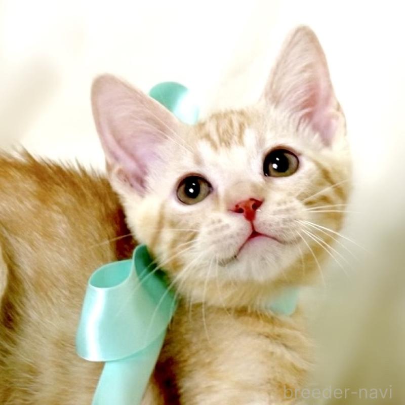 販売中の栃木県のマンチカン-132391の10枚目