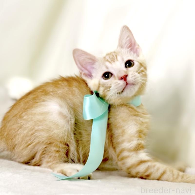 販売中の栃木県のマンチカン-132391の9枚目