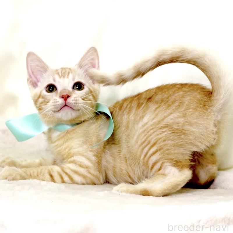 販売中の栃木県のマンチカン-132391の8枚目