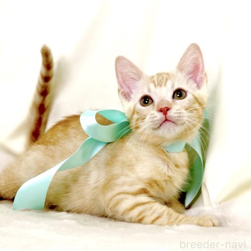 販売中の栃木県のマンチカン-132391の6枚目