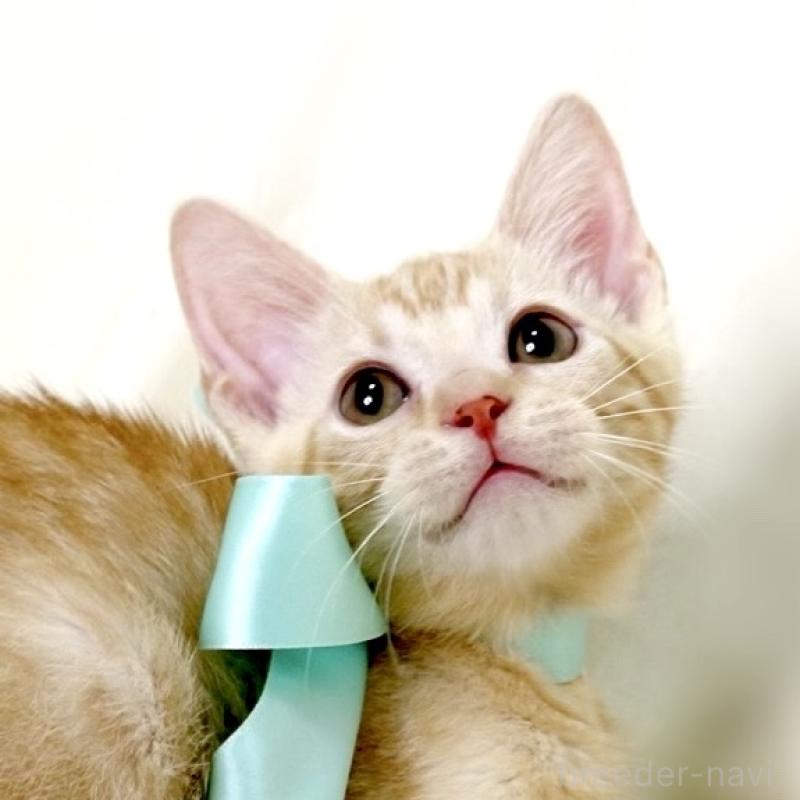 販売中の栃木県のマンチカン-132391の7枚目