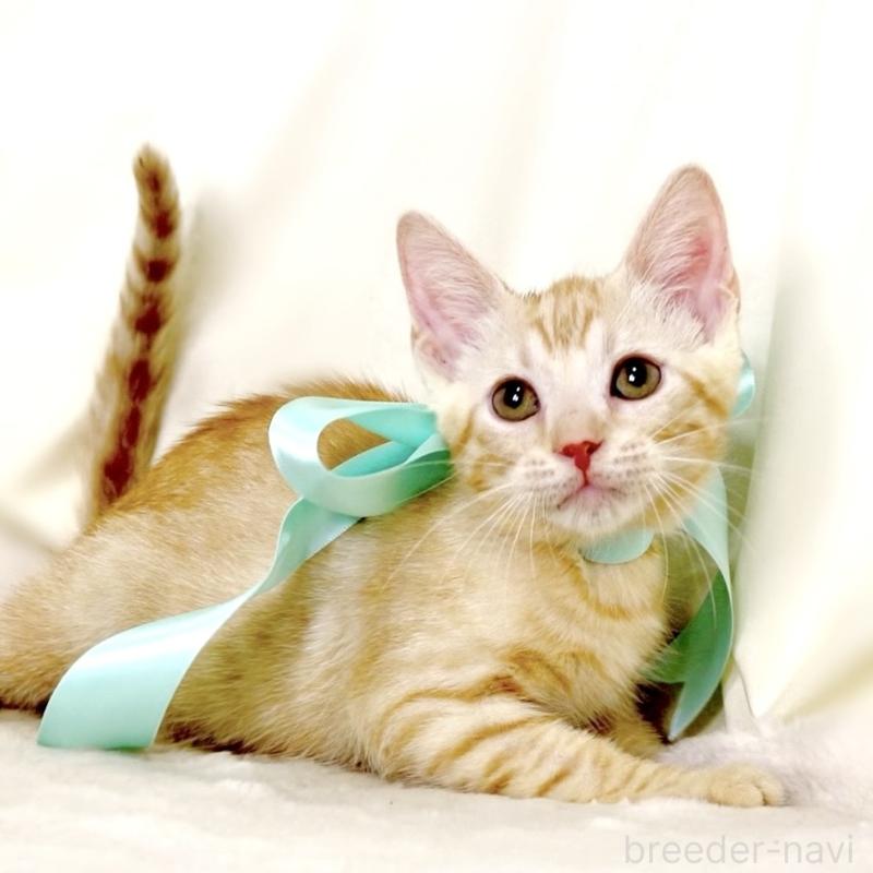 販売中の栃木県のマンチカン-132391の5枚目