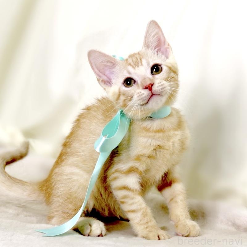 販売中の栃木県のマンチカン-132391の4枚目