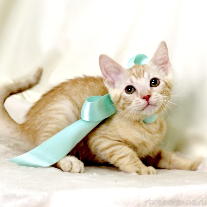 販売中の栃木県のマンチカン-132391の3枚目