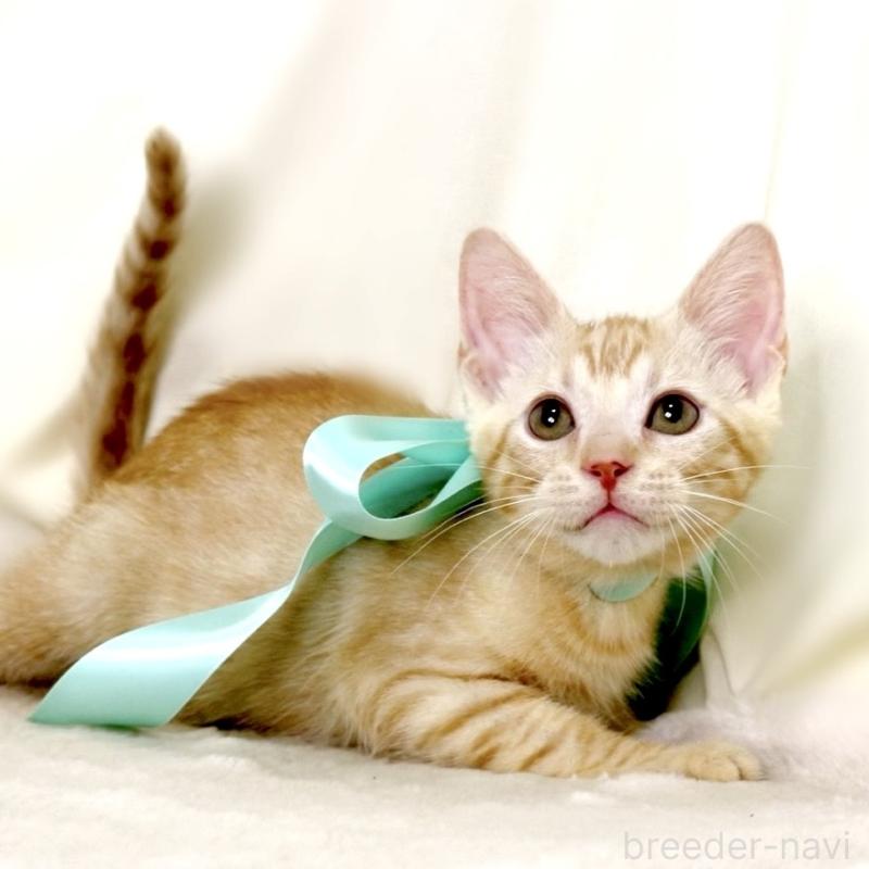 販売中の栃木県のマンチカン-132391の2枚目