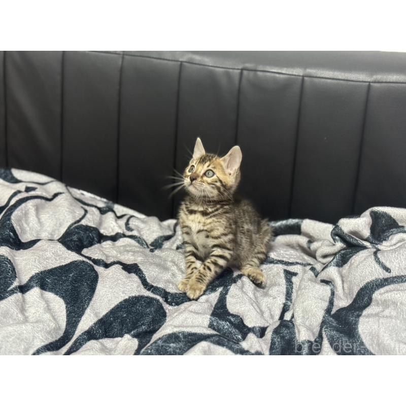 販売中の香川県のベンガル-132392の4枚目