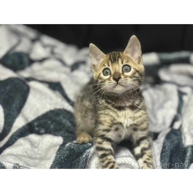 販売中の香川県のベンガル-132392の2枚目