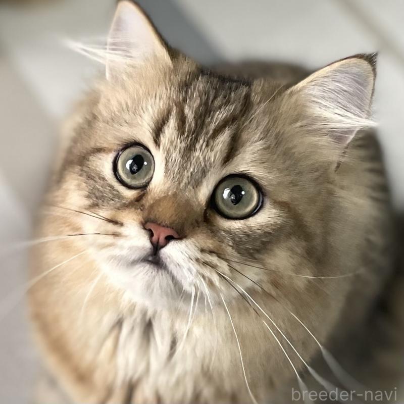 販売中の愛知県のミヌエット-117954