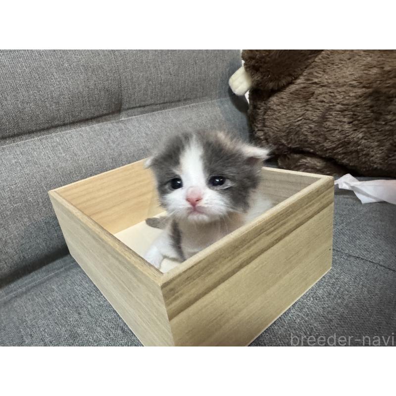 成約済の福岡県のスコティッシュフォールド-131618の2枚目