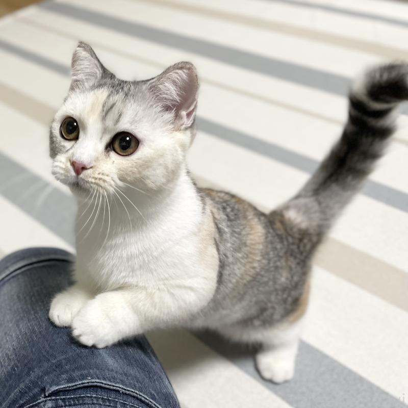 販売中の愛知県のミヌエット(短足)-121827