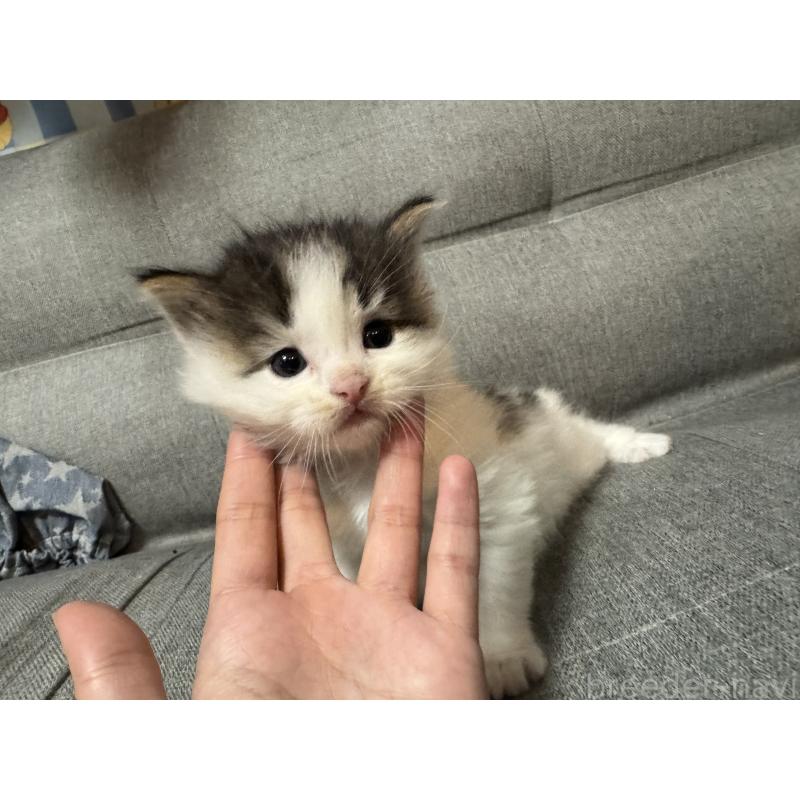 販売中の福岡県のサイベリアン-132395の3枚目