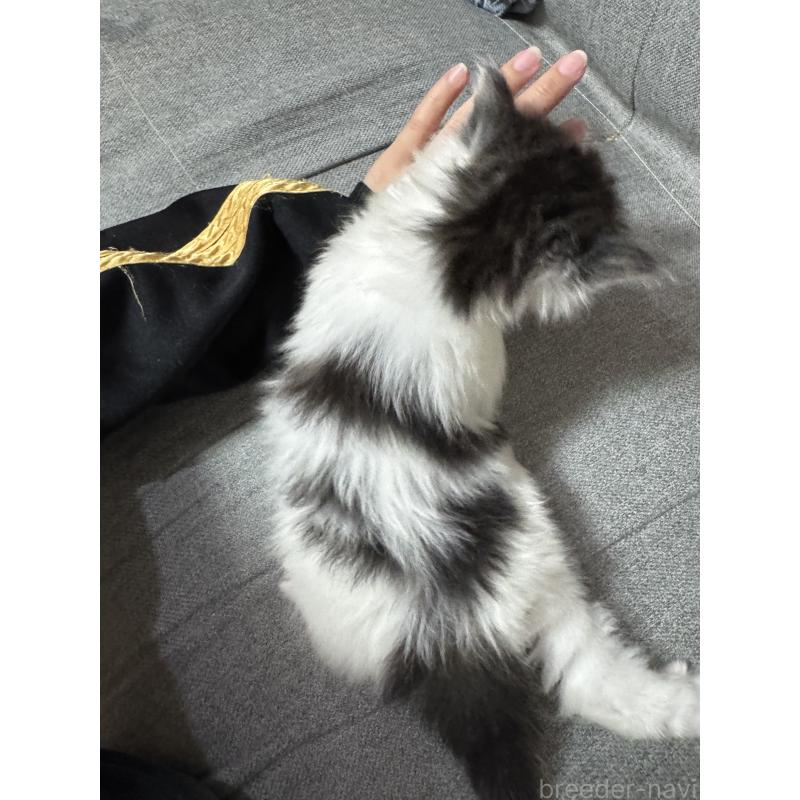 販売中の福岡県のサイベリアン-132395の2枚目