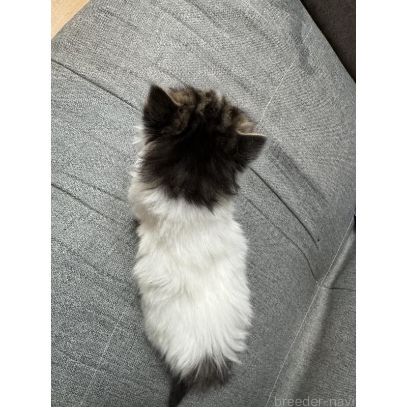 販売中の福岡県のサイベリアン-132396の2枚目