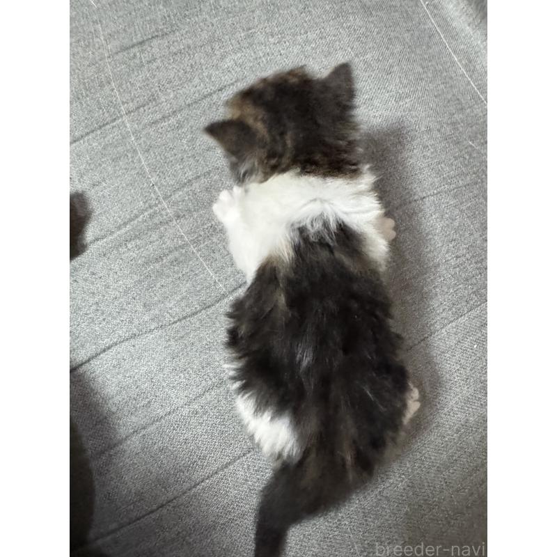 販売中の福岡県のサイベリアン-132397の2枚目