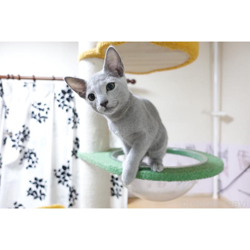 成約済の埼玉県のロシアンブルー-132288の3枚目