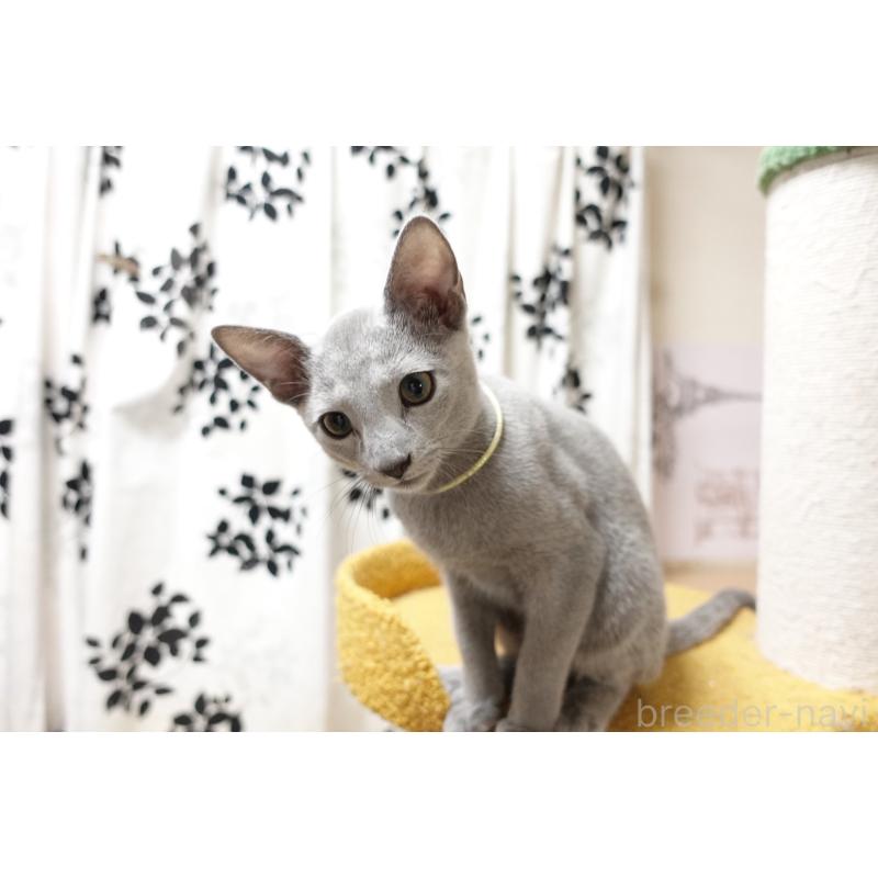 成約済の埼玉県のロシアンブルー-132288の2枚目