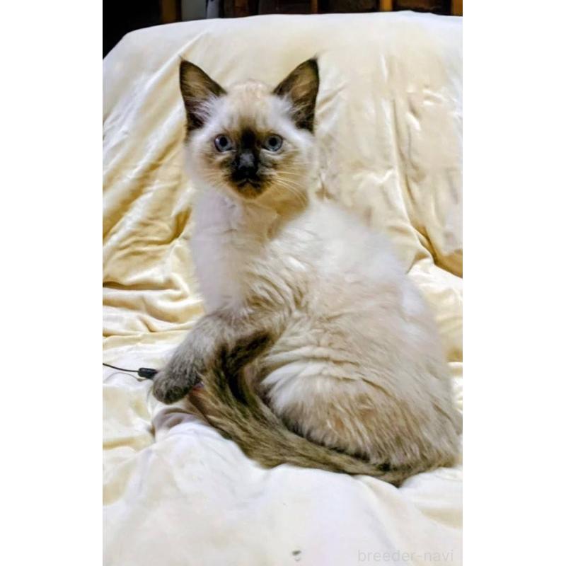 販売中の千葉県のラグドール-132400の2枚目