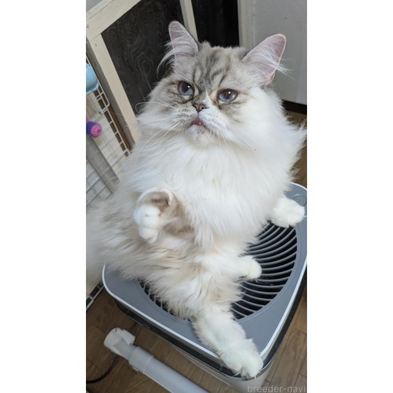 販売中の大阪府のミヌエット-81309の4枚目