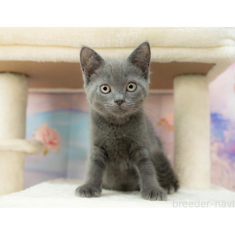 販売中の岐阜県のマンチカン-132405の5枚目