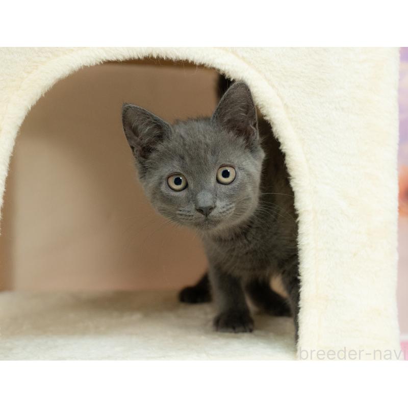 販売中の岐阜県のマンチカン-132405の4枚目