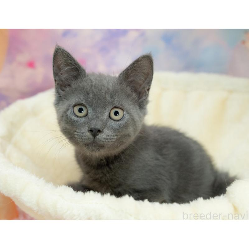 販売中の岐阜県のマンチカン-132405の3枚目