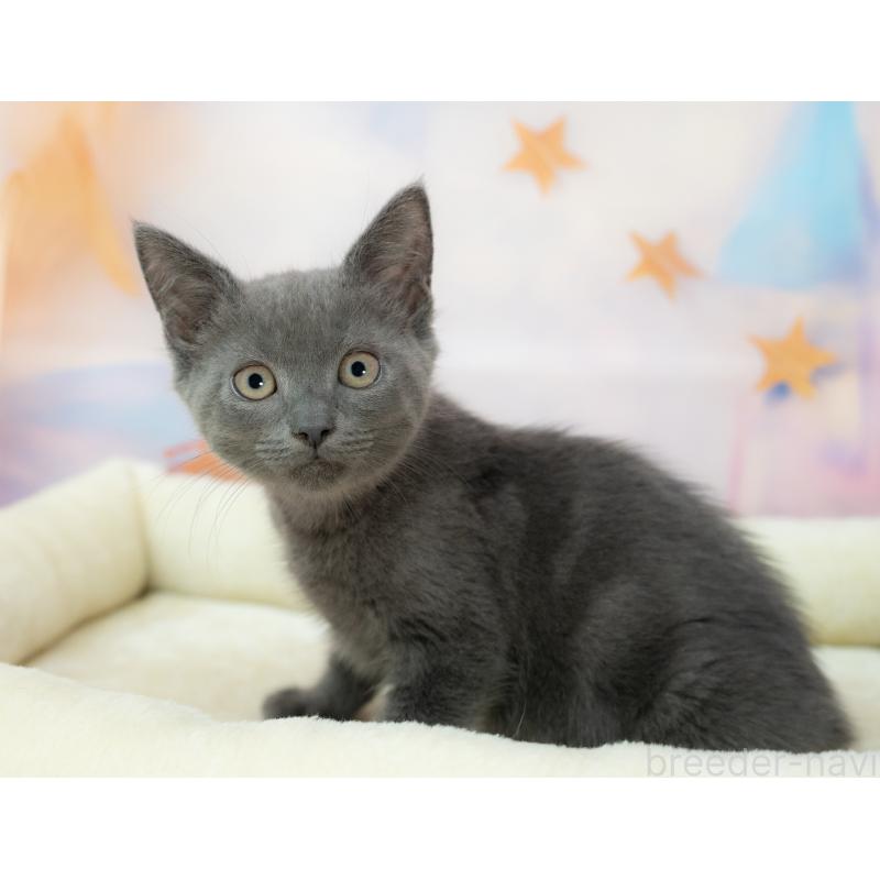 販売中の岐阜県のマンチカン-132405の2枚目