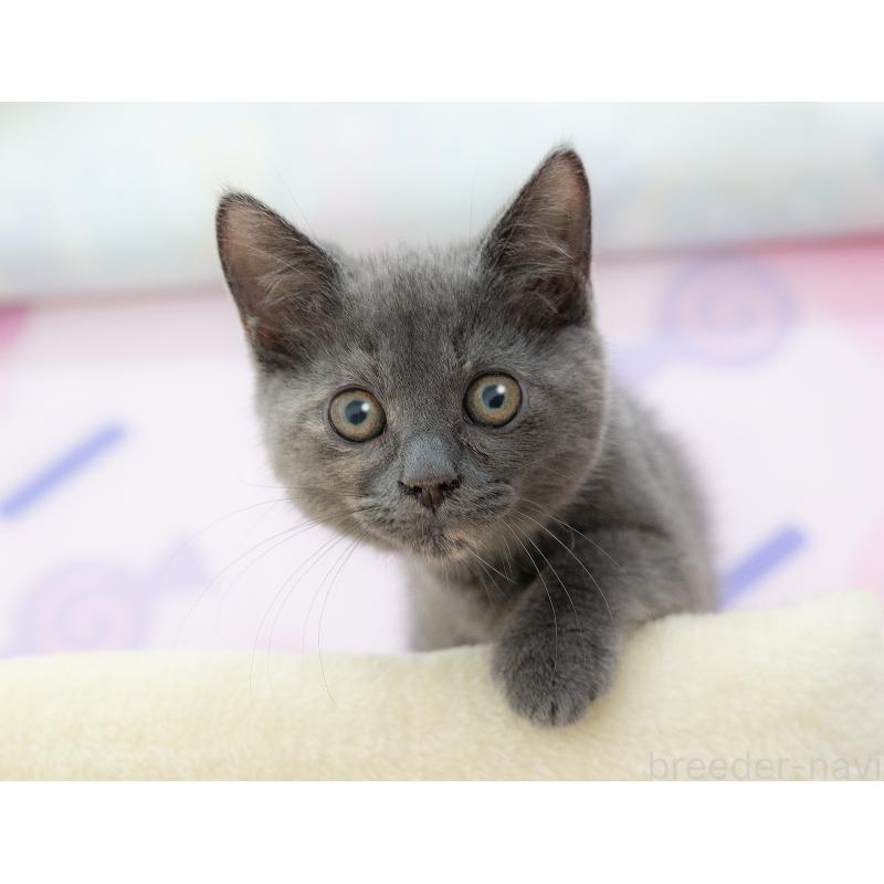 販売中の岐阜県のマンチカン-132406の5枚目