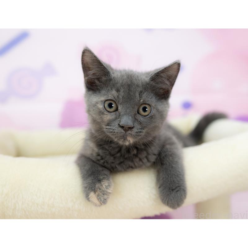 販売中の岐阜県のマンチカン-132406の4枚目