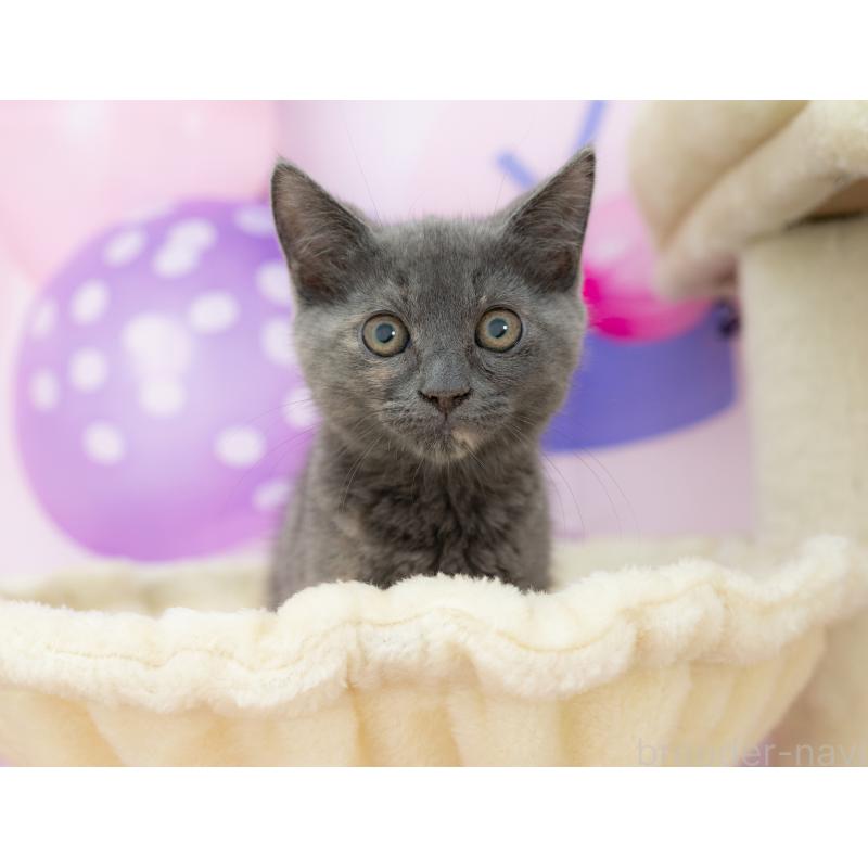 販売中の岐阜県のマンチカン-132406の3枚目