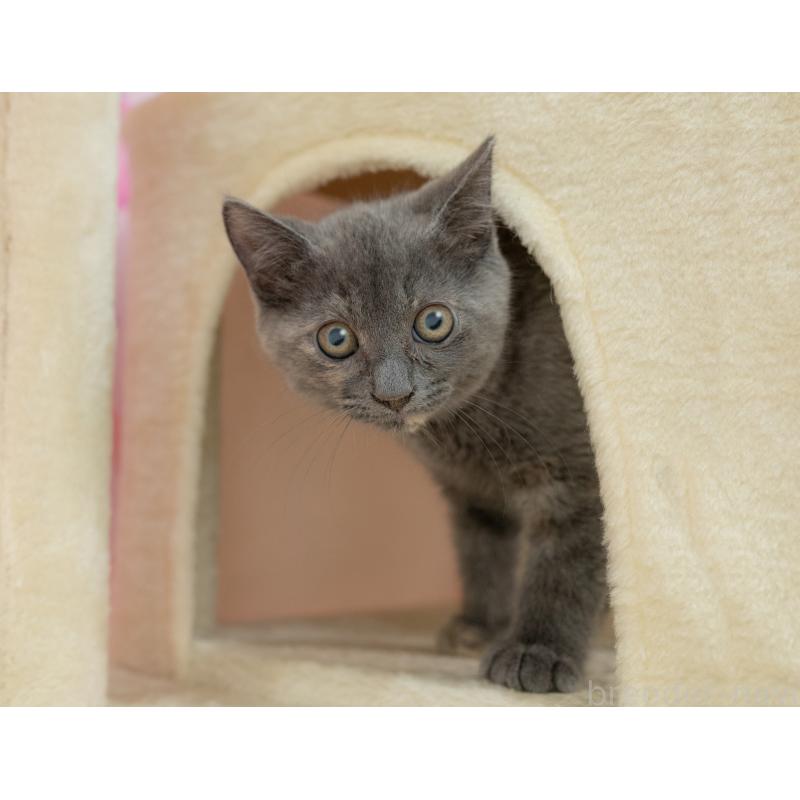 販売中の岐阜県のマンチカン-132406の2枚目