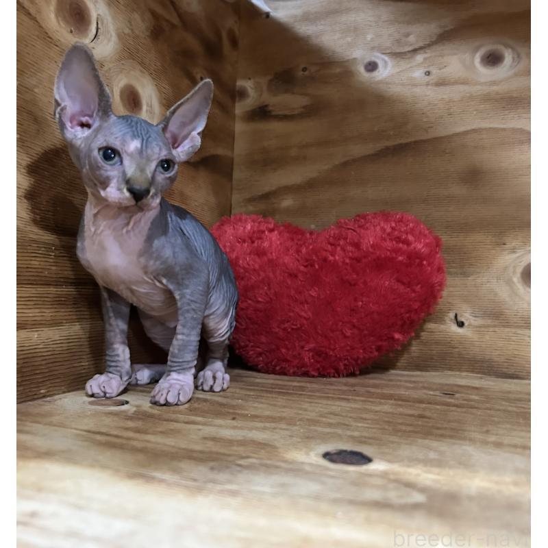 販売中の神奈川県のスフィンクス-131020の5枚目