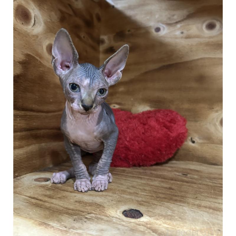 販売中の神奈川県のスフィンクス-131020の4枚目