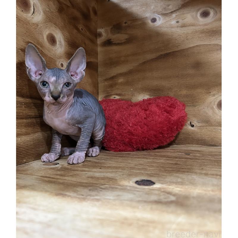 販売中の神奈川県のスフィンクス-131020の3枚目