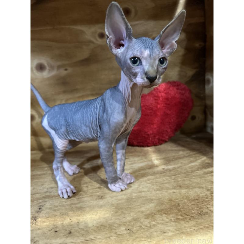 販売中の神奈川県のスフィンクス-131020の2枚目