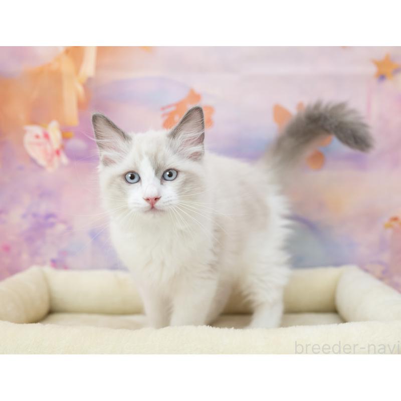 販売中の岐阜県のラグドール-132408の5枚目