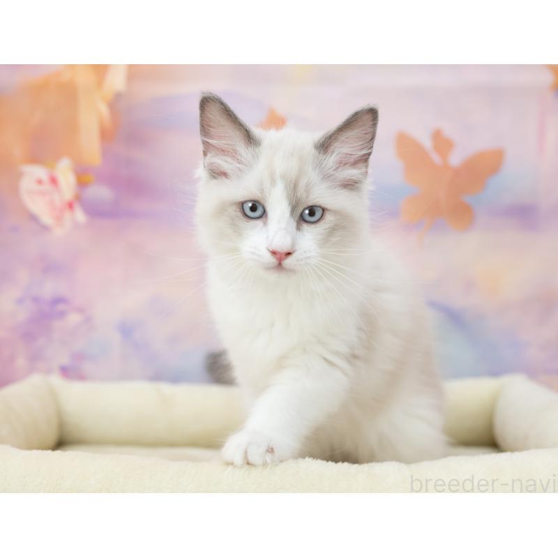 販売中の岐阜県のラグドール-132408の4枚目