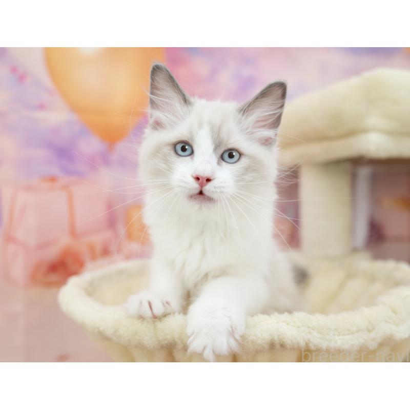 販売中の岐阜県のラグドール-132408の3枚目