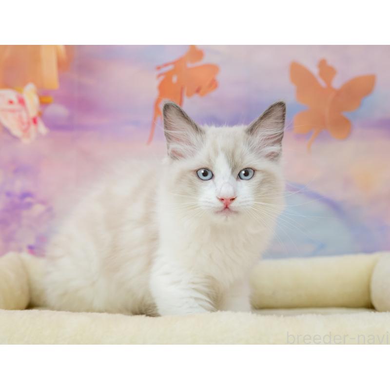 販売中の岐阜県のラグドール-132408の2枚目