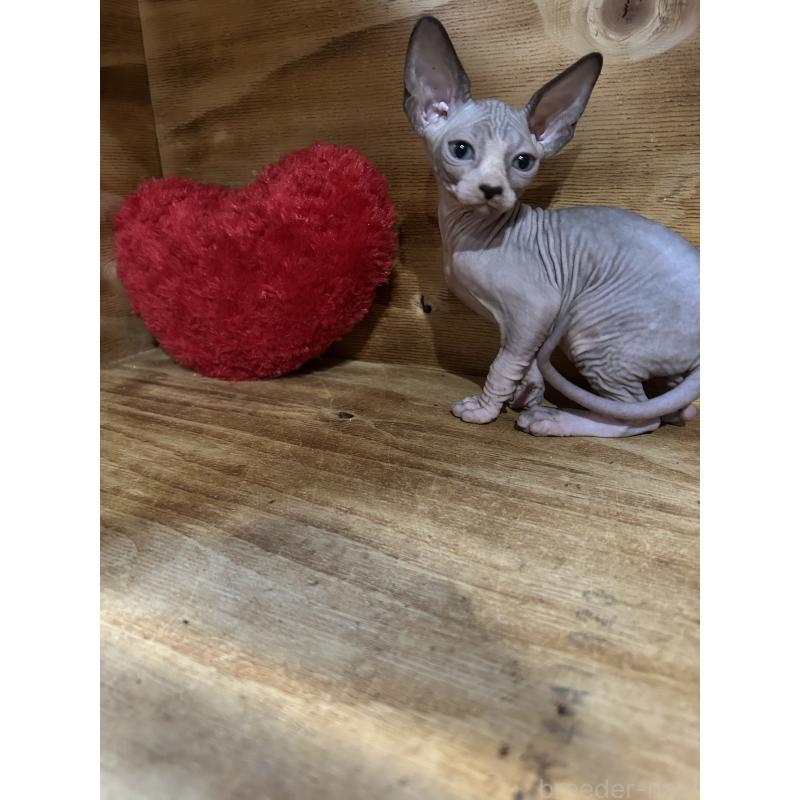 販売中の神奈川県のスフィンクス-131019の5枚目