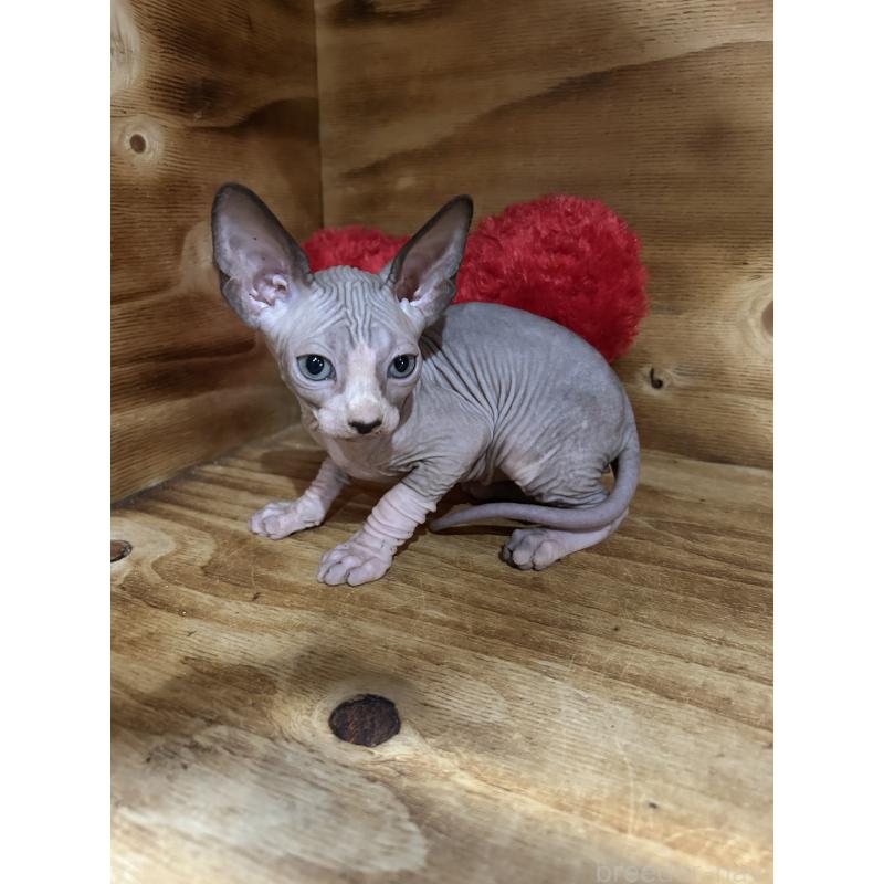 販売中の神奈川県のスフィンクス-131019の4枚目