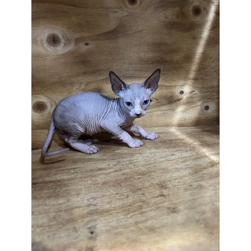 販売中の神奈川県のスフィンクス-131019の3枚目