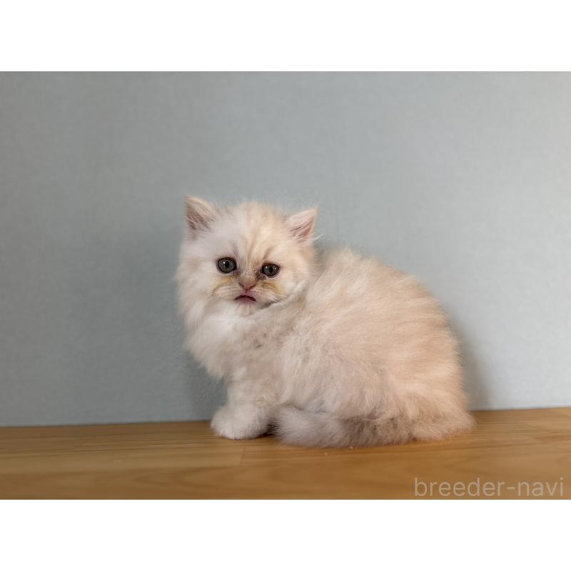 販売中の群馬県のミヌエット-132407の3枚目