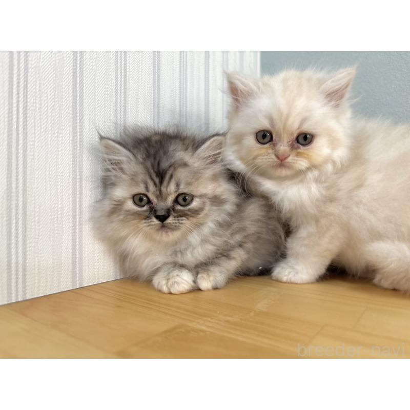 販売中の群馬県のミヌエット-132407の2枚目