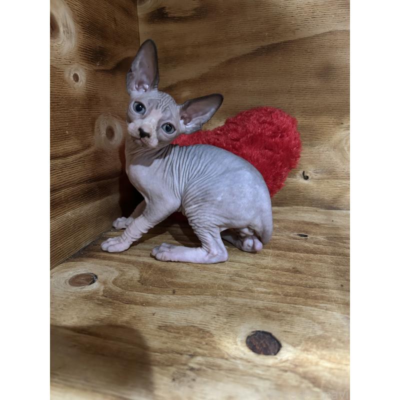 販売中の神奈川県のスフィンクス-131019の2枚目