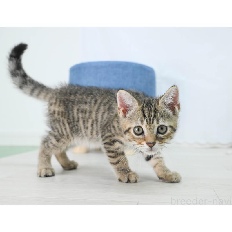 販売中の岐阜県のマンチカン-132410の7枚目