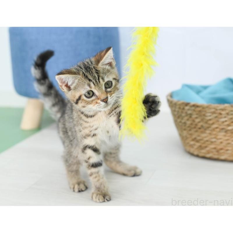 販売中の岐阜県のマンチカン-132410の6枚目