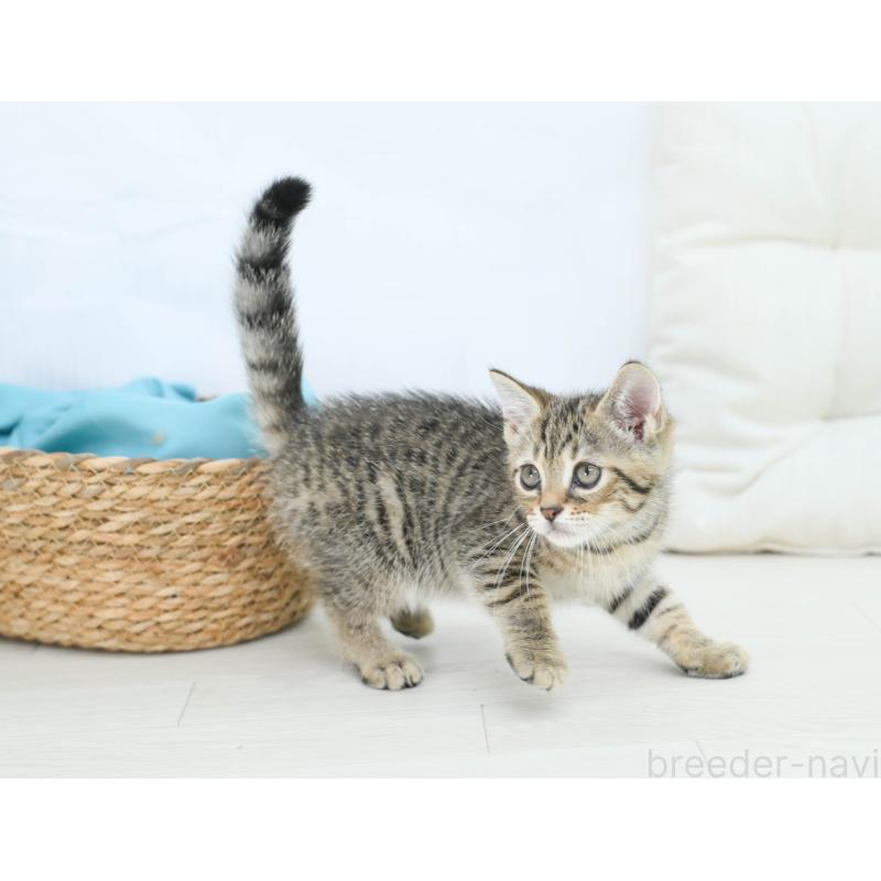 販売中の岐阜県のマンチカン-132410の5枚目