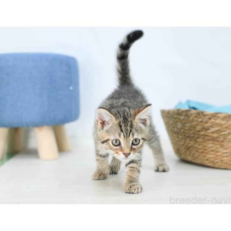 販売中の岐阜県のマンチカン-132410の4枚目