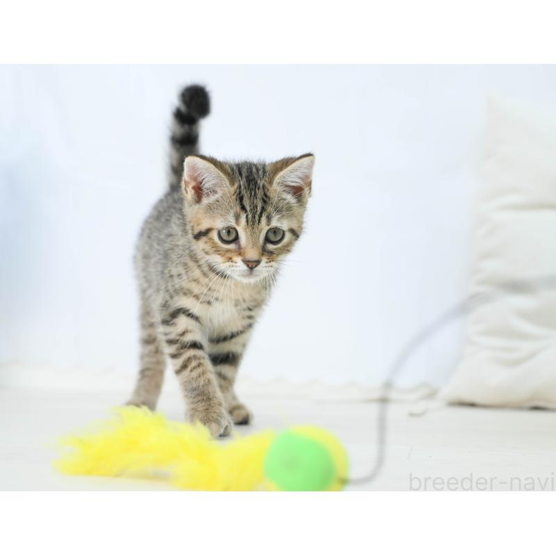 販売中の岐阜県のマンチカン-132410の3枚目